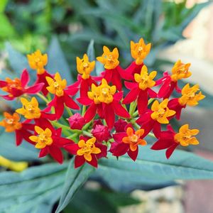 トウワタ,鉢植え,プランター,種まき,お花のある暮らしの画像