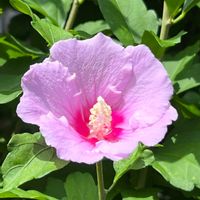 ムクゲ,八重咲きムクゲ,アオイ科,白い花,ピンクの花の画像