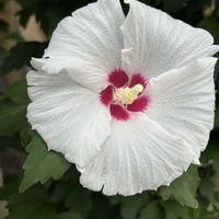 ムクゲ,ムクゲ,アオイ科,神代植物公園,今日のお花の画像