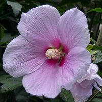 スイフヨウ,ムクゲ,木漏れ日,元気もらえる,ありがとう♡の画像