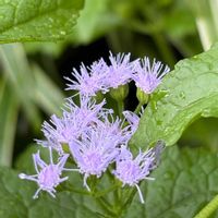 ユーパトリウム,ガーデニング,紫の花,花のある暮らし,小さな庭の画像