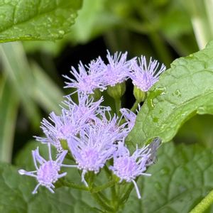 ユーパトリウム,ガーデニング,紫の花,花のある暮らし,小さな庭の画像