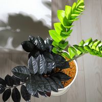 ザミオクルカス,ザミオクルカス ザミーフォリア,ザミオクルカス  レイヴン,ZZプラント,観葉植物の画像