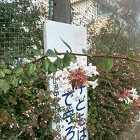 アベリアの画像