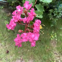 サルスベリの画像