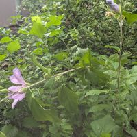 ムクゲ,ムクゲ,木槿(ムクゲ),木槿(ムクゲ),木槿（むくげ）の画像