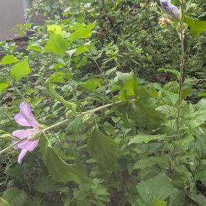 ムクゲ,ムクゲ,木槿(ムクゲ),木槿(ムクゲ),木槿（むくげ）の画像