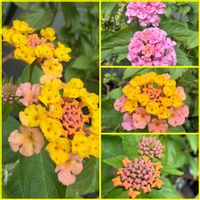 ランタナ,鉢植え,可愛らしい,花のある暮らし,元気もらえるの画像