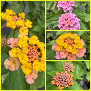 ランタナ,鉢植え,可愛らしい,花のある暮らし,元気もらえるの画像