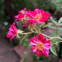 チェリーセージ,ミソハギ,ゼフィランサス(タマスダレ),薔薇 ベルロマンティカ,風花火の画像