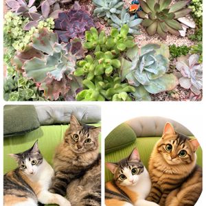 多肉,多肉植物いろいろ,寄せ植え,多肉植物,ガーデニングの画像