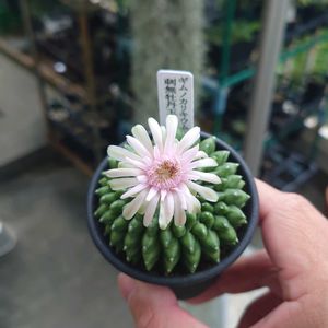 多肉植物,塊根植物,開花,多肉生活,珍奇植物の画像