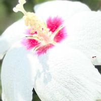 アンゲロニア,ムクゲ,ミニバラ・グリーンアイス,クレマチスベティコーニング✧,今日のお花の画像