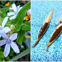 ブルースター,花のある暮らし,種まきから育てる,庭の画像