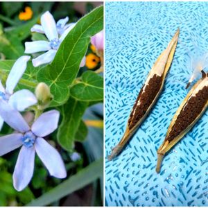 ブルースター,花のある暮らし,種まきから育てる,庭の画像