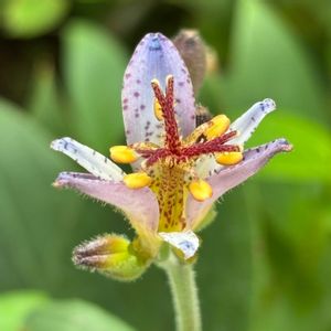 鉢植え,花壇,ガーデニング,自宅,2026スタートの画像