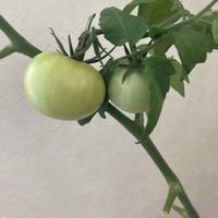 グリーン,マンション,ベランダの画像