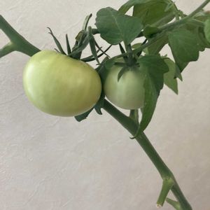 グリーン,マンション,ベランダの画像