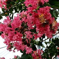 サルスベリ,散歩の途中の画像