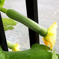 ヘチマ,散歩の途中の画像