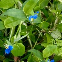 一九献上 和堂,"露草がまだまだ咲いて見せてくれ",露草の花,季節の花華シリーズ　和堂,一歌献上　和堂の画像