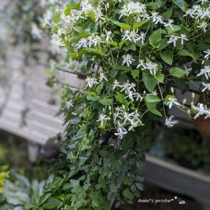 クレマチス,センニンソウ,仙人草,お花のある暮らし,お花に癒されての画像