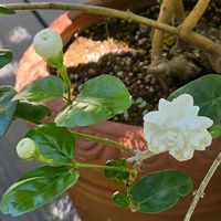 ベランダの画像
