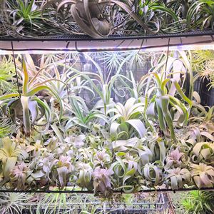 エアープランツ,ストレプトフィラ,エアープランツ/チランジア,植物は友だちの画像