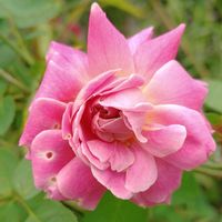 ストロベリー・アイス,鉢植え,我が家の庭,我が家のバラ,かわいい花の画像