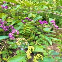 コムラサキ,山野草,つくば植物園の画像