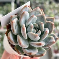 エケベリア,ラウリンゼ,多肉植物,エケベリア属,多肉植物 エケベリアの画像