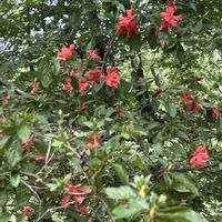 ツツジ,ナツザキツツジ,イタドリの花,イタドリの花,ウォーキング中の画像