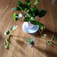 チランジア,ポトス,花のある暮らし,幸せな時間,四季を感じるの画像