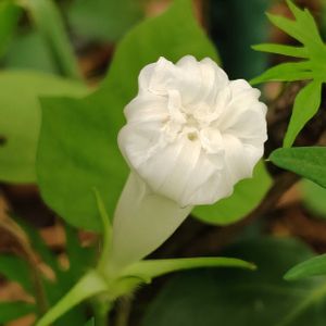 マンリョウ(万両),地植え,朝顔^_^,かわいい花,こぼれ種からの画像