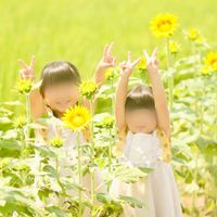 ヒマワリ,ひまわり畑,かわいい,大好き,夏の花の画像