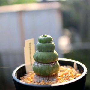 ユーリキニア・カスタネア・'スピラリス',多肉植物,ユーリキニア属,テラスの画像