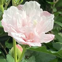 キキョウ,ハイビスカス,ムクゲ,緑のある暮らし,バラ・ミニバラの画像