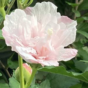 キキョウ,ハイビスカス,ムクゲ,緑のある暮らし,バラ・ミニバラの画像