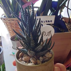 ハオルチア,十二の爪,多肉植物,多肉ちゃん,成長記録の画像