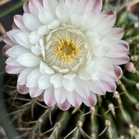 サボテン,スマホ撮影加工なし,花の15年組,ベランダの画像