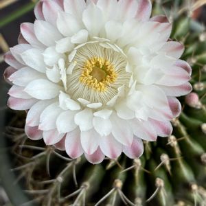サボテン,スマホ撮影加工なし,花の15年組,ベランダの画像