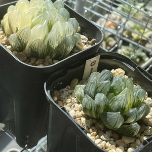 ハオルチア,ハオルチア,オブツーサ錦,多肉植物,観葉植物の画像