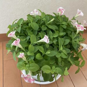 ピンク,マンション,窓辺の画像