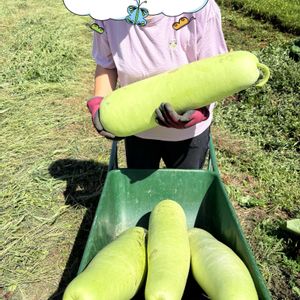 家庭菜園,畑の画像