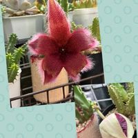 ガガイモ,開花,多肉植物のある暮らし,キモカワ♡,ガガ様の画像