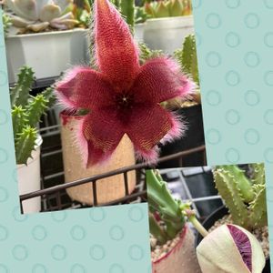 ガガイモ,開花,多肉植物のある暮らし,キモカワ♡,ガガ様の画像