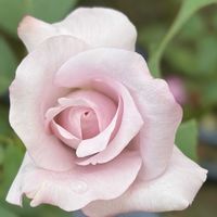 ガーデニング,花のある暮らし,ナチュラルスタイル,薔薇のある暮らし♡,おうち園芸の画像
