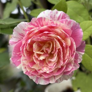 ガーデニング,花のある暮らし,ナチュラルスタイル,薔薇のある暮らし♡,おうち園芸の画像