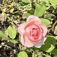 キク,イングリッシュローズ,秋の寄せ植え,DA ダーシーバッセル,DA ボスコベルの画像