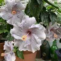 ハイビスカス,南国植物,玄関アプローチの画像